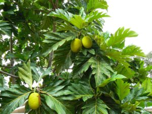 Breadfruit tree in Honolulu. Photo by Tetsuya Odaka.